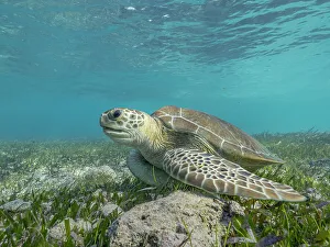 Cayman Prints: Green Turtle (Chelonia mydas), Grand Cayman, Cayman Islands, British West Indies