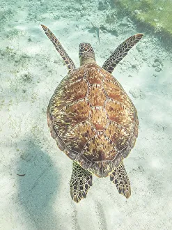 Cayman Prints: Green Turtle (Chelonia mydas), Grand Cayman, Cayman Islands, British West Indies