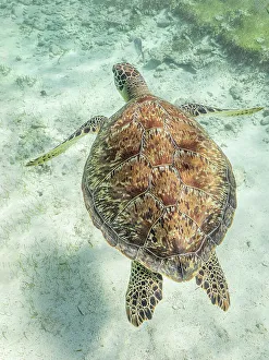 Ocean Life Prints: Green Turtle (Chelonia mydas), Grand Cayman, Cayman Islands, British West Indies