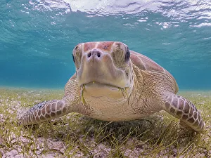 Ocean Life Prints: Green Turtle (Chelonia mydas), Grand Cayman, Cayman Islands, British West Indies