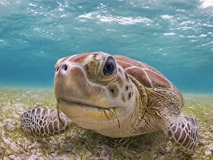 Green Turtle (Chelonia mydas), Grand Cayman, Cayman Islands, British West Indies