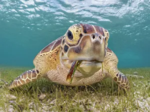 Ocean Life Prints: Green Turtle (Chelonia mydas), Grand Cayman, Cayman Islands, British West Indies