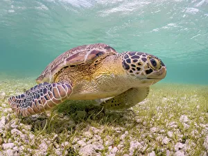 Ocean Life Prints: Green Turtle (Chelonia mydas), Grand Cayman, Cayman Islands, British West Indies