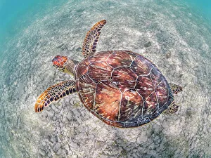 Ocean Life Prints: Green Turtle (Chelonia mydas), Grand Cayman, Cayman Islands, British West Indies