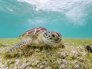 Shallow Ocean Scene Prints: Green Turtle (Chelonia mydas), Grand Cayman, Cayman Islands, British West Indies