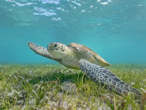Sea Turtles Prints: Green Turtle (Chelonia mydas), Grand Cayman, Cayman Islands, British West Indies