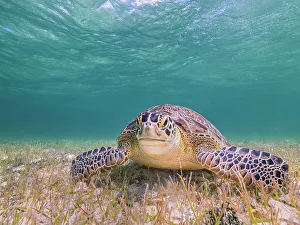 Cayman Prints: Green Turtle (Chelonia mydas), Grand Cayman, Cayman Islands, British West Indies