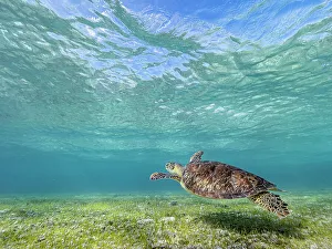 Sea Turtles Prints: Green Turtle (Chelonia mydas), Grand Cayman, Cayman Islands, British West Indies