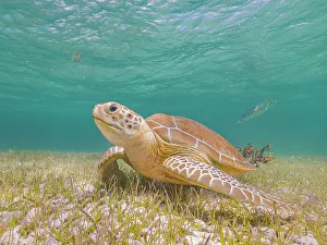 Wall Art Prints: Green Turtle (Chelonia mydas), Grand Cayman, Cayman Islands, British West Indies