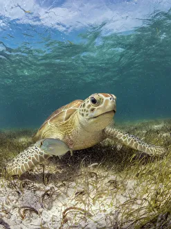 Sea Turtles Prints: Green Turtle (Chelonia mydas), Grand Cayman, Cayman Islands, British West Indies