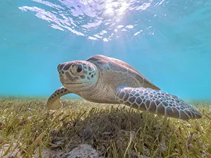 Sea Turtles Prints: Green Turtle (Chelonia mydas), Grand Cayman, Cayman Islands, British West Indies