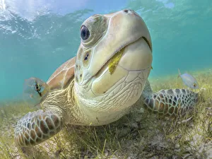Sea Turtles Prints: Green Turtle (Chelonia mydas), Grand Cayman, Cayman Islands, British West Indies