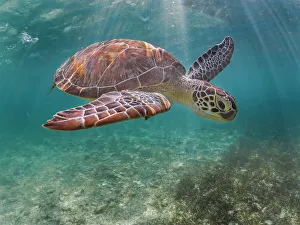 Sea Turtles Prints: Green Turtle (Chelonia mydas), Grand Cayman, Cayman Islands, British West Indies