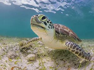 Sea Turtles Prints: Green Turtle (Chelonia mydas), Grand Cayman, Cayman Islands, British West Indies