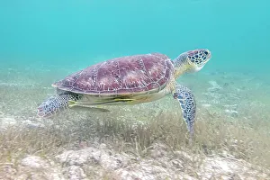 Sea Turtles Prints: Green Turtle (Chelonia mydas), Grand Cayman, Cayman Islands, British West Indies