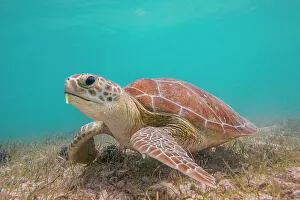 Sea Turtles Prints: Green Turtle (Chelonia mydas), Grand Cayman, Cayman Islands, British West Indies