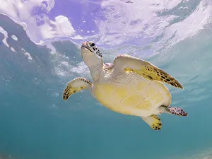 Green Turtle (Chelonia mydas), Grand Cayman, Cayman Islands, British West Indies