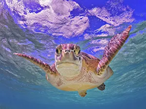 Cayman Prints: Green Turtle (Chelonia mydas), Grand Cayman, Cayman Islands, British West Indies