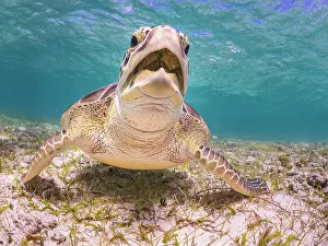 Sea Turtles Prints: Green Turtle (Chelonia mydas), Grand Cayman, Cayman Islands, British West Indies