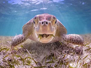 Turtles Prints: Green Turtle (Chelonia mydas), Grand Cayman, Cayman Islands, British West Indies