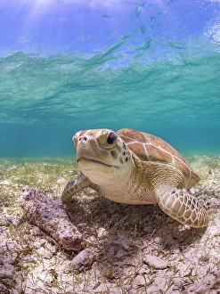 Seabed Prints: Green Turtle (Chelonia mydas), Grand Cayman, Cayman Islands, British West Indies