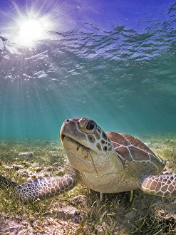 Seabed Prints: Green Turtle (Chelonia mydas), Grand Cayman, Cayman Islands, British West Indies