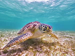 Cayman Prints: Green Turtle (Chelonia mydas), Grand Cayman, Cayman Islands, British West Indies