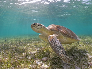 Seabed Prints: Green Turtle (Chelonia mydas), Grand Cayman, Cayman Islands, British West Indies