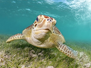 Seabed Prints: Green Turtle (Chelonia mydas), Grand Cayman, Cayman Islands, British West Indies