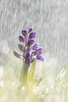 Green-winged Orchid (Anacamptis morio) in rain shower, Hardington Moor NNR, Somerset