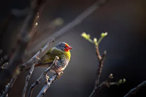 Green Winged Pytilia, Okavango Delta, Botswana