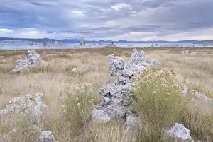 October Prints: Greenes Rabbitbrush (Chrysothamnus greenei) growing among the Tufa towers near