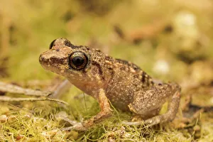 Greenhouse Frog (Eleutherodactylus planirostris), Grand Cayman, British West Indies