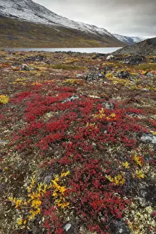 Greenland, DiskoBay, The autumn vegetation of the tundra around Ataa a small village