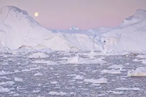 Cold Prints: Greenland, DiskoBay, Moonlight over the icebergs of Kangerlua Fjord at dusk