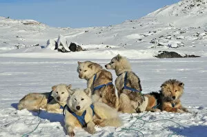Images Dated 3rd November 2014: Greenland Huskies, Greenland