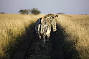 Images Dated 10th March 2008: Grevys zebra, Lewa Wildlife Conservancy, Kenya