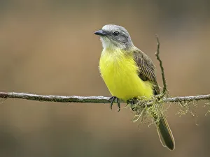 Turrialba Prints: Grey-capped Flycatcher (Myiozetetes granadensis), Turrialba, Costa Rica