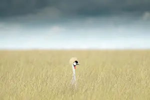 Maasaimara Prints: Grey crowned crane (Balearica regulorum) in the Maasai Mara, Kenya