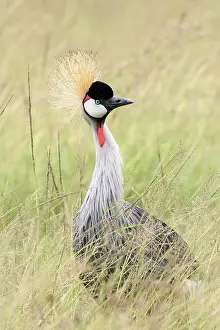 Afica Prints: grey crowned crane (Balearica regulorum) in the Maasaimara, Kenya