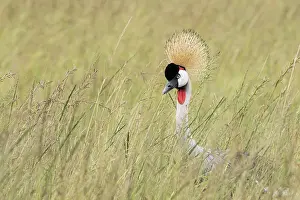 Afica Prints: grey crowned crane (Balearica regulorum) in the Maasaimara, Kenya