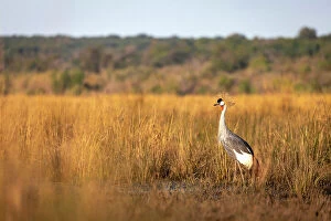 Images Dated 16th September 2022: Grey crowned Crane, Chobe River, Botswana