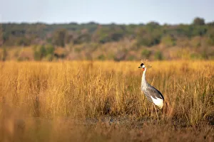 Crane Prints: Grey crowned Crane, Chobe River, Botswana