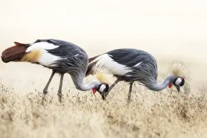 Tanzania Prints: grey crowned crane or gray crowned crane (Balearica regulorum)