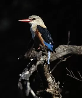African Bird Gallery: Grey-headed kingfisher