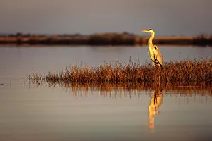 Grey Heron, Chobe River, Botswana