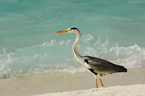 Wild Animals Gallery: Grey heron, Laguna Resort, Maldives