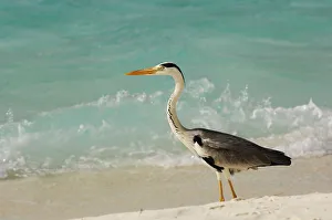 Wild Animals Gallery: Grey heron, Laguna Resort, Maldives