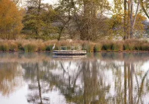 Ponds Prints: Grey heron reflected in Pen Ponds, Richmond Park, Richmond, London, England