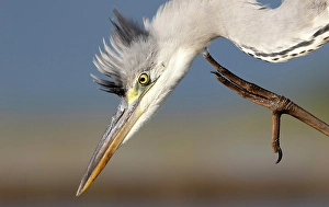Natal Prints: Grey heron, Zimanga Private Game Reserve, Natal, South Africa